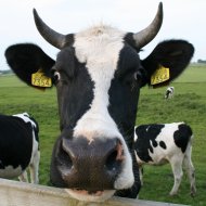 cow