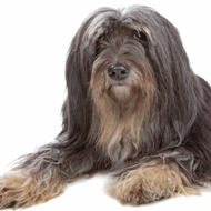 Tibetan terrier