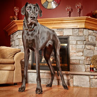 World's tallest dog