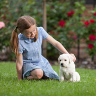 Andrex puppy