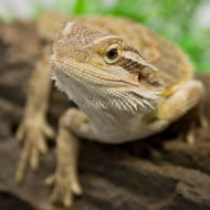 bearded dragon