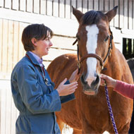 Horse and vet