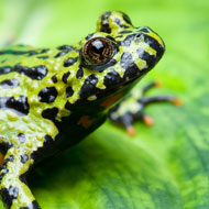 red bellied toad