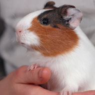 guinea pig