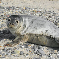 grey seal