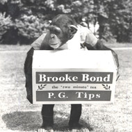 Chimpanzee holding a box of Brooke Bond P.G. Tips tea