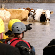Cows in flood
