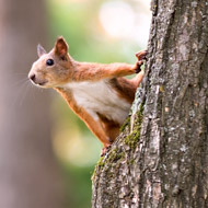 red squirrel