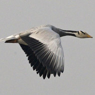 Bar-headed goose in-flight
