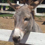 donkey