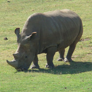 Northern white rhino