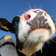 cow nose