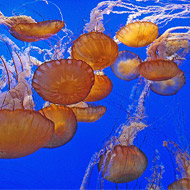 Jellyfish