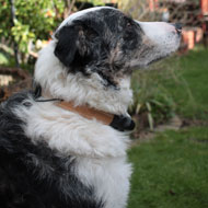Collie Max with GPS collar
