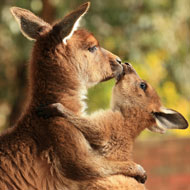 Kangaroo with young
