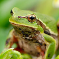 green tree frog