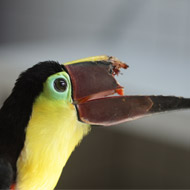 Toucan