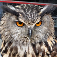 european eagle owl