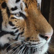 Amur tiger