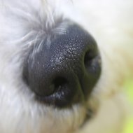 Dog nose