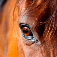 Horse close up