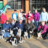 Border collie volunteers