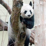 Tian Tian