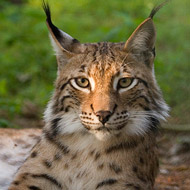Wild lynx