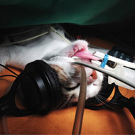 Cat with headphones