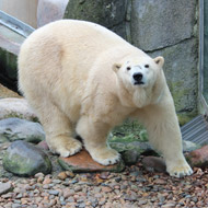 Polar bear