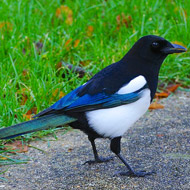 Magpie