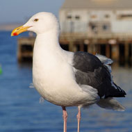 seagull