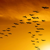 migrating birds