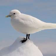 ivory gull