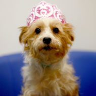 Battersea dog with crown