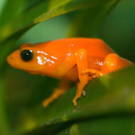 golden mantella