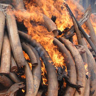 ivory stockpile burning