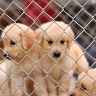Caged puppies