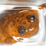 Lake Oku clawed frog