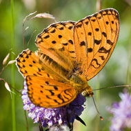 high brown fritillary butterfly