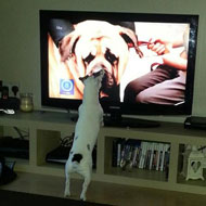 dog watching TV