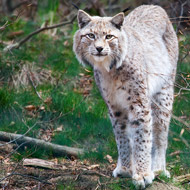 Lynx