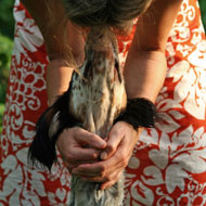 woman with dog