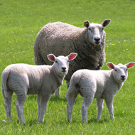 Sheep and lambs