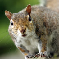 grey squirrel