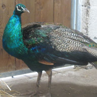 Felix the peacock