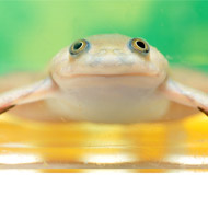 African clawed frog