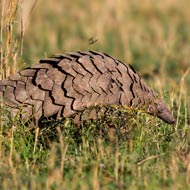 pangolin