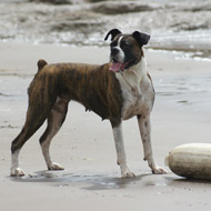 Boxer dog on beach with tail docked