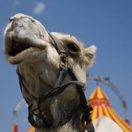 camel in a circus